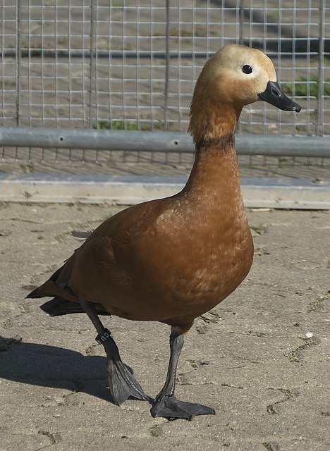 力撕裂防守