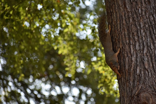 巅峰依旧 巅峰依旧